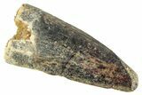 Juvenile Fossil Spinosaurus Tooth - Real Dinosaur Tooth #348675-1